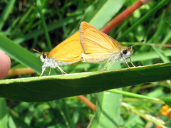 Ancyloxypha nitedula