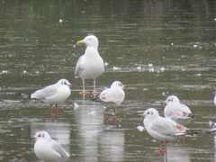 Larus argentatus