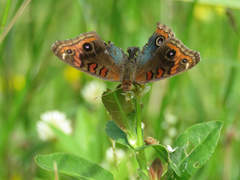 Junonia genoveva hilaris