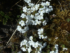 Euphrasia drucei