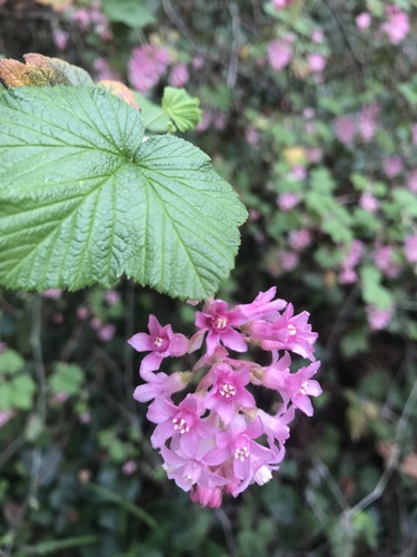 Ribes sanguineum
