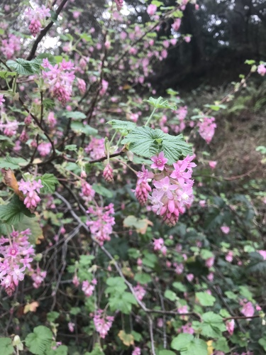 Ribes sanguineum