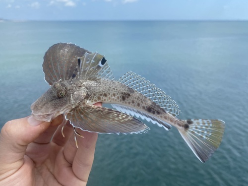 Leopard searobin (Prionotus scitulus) — Triglidae