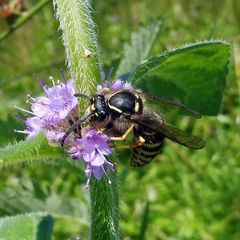 Dolichovespula sylvestris