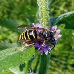 Dolichovespula sylvestris