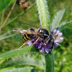 Dolichovespula sylvestris