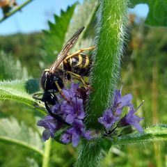 Dolichovespula sylvestris