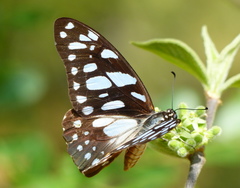 Graphium leonidas