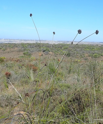 Image of Bobartia robusta by (c) Nicola van Berkel, some rights reserved (CC BY-SA)