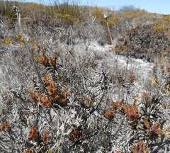 Osteospermum scariosum