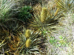 Aciphylla colensoi
