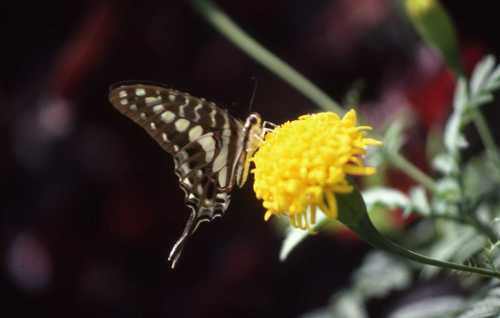 Cream-striped Swordtail