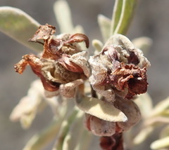 Hermannia lavandulifolia