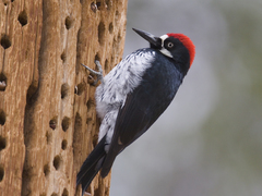 Acorn Woodpecker - Photo (c) Dmitry Mozzherin, some rights reserved (CC BY-NC-SA)