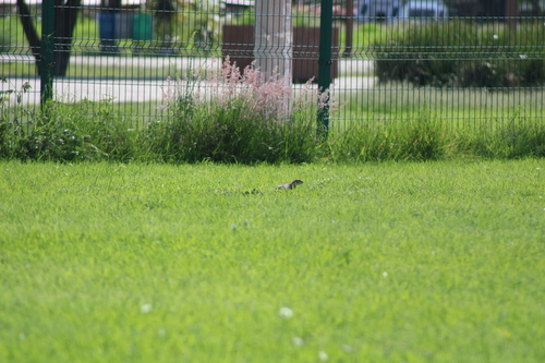 Mexican Ground Squirrel
