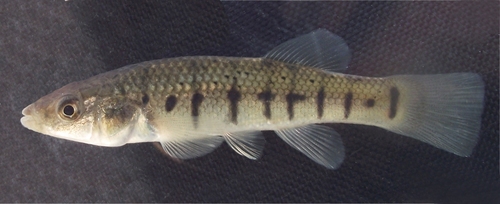Striped Killifish