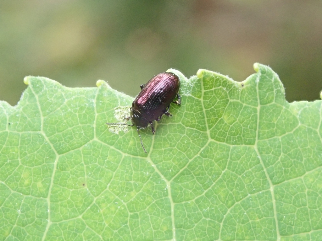 Phratora purpurea