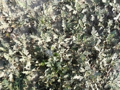 Neurada procumbens