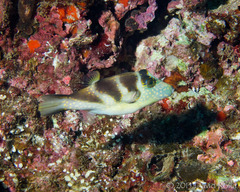 Canthigaster coronata