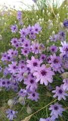 Catananche caerulea
