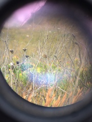 Sphenoeacus afer afer