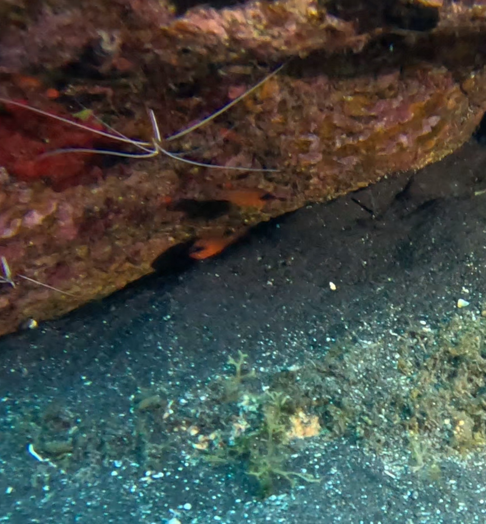 Salmonete real