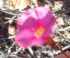 Oxalis confertifolia