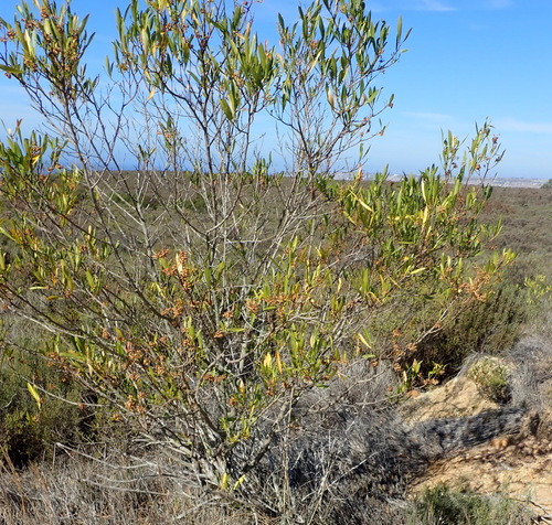 Dodonaea viscosa