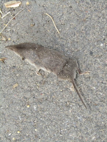 Lesser White-toothed Shrew
