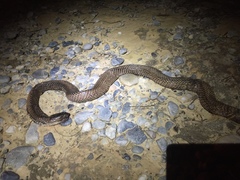 Naja sumatrana