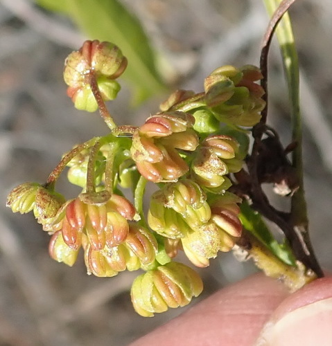 Dodonaea viscosa