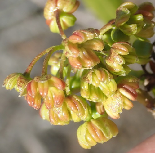 Dodonaea viscosa