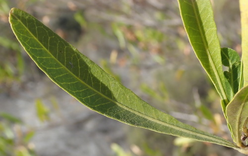 Dodonaea viscosa