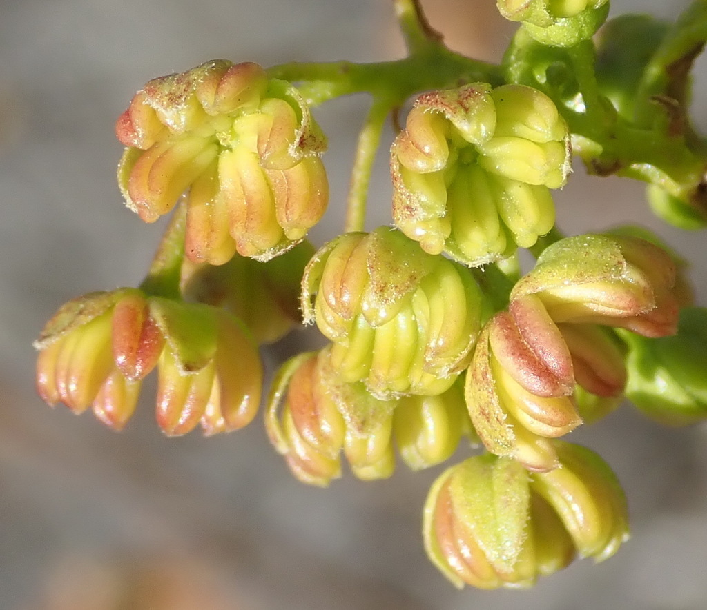 Dodonaea viscosa, Hartenbos Heuwels, Hartenbos, Mossel Bay, 6520, South Africa