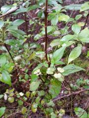Coprosma spathulata spathulata