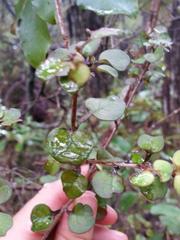 Coprosma spathulata spathulata