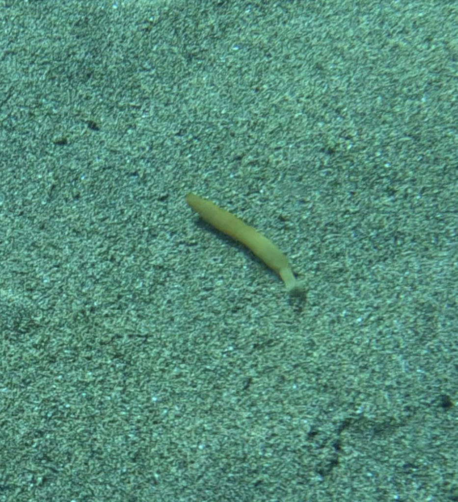 Priapulid Worms from North Atlantic Ocean, Tías, ES on August 8, 2023 ...