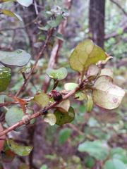 Coprosma spathulata spathulata