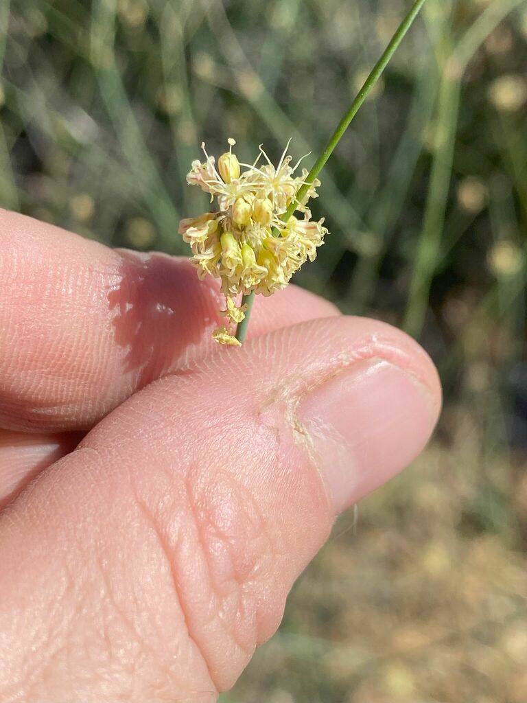 Naked Buckwheat From Riverside County CA USA On August 3 2023 At 09