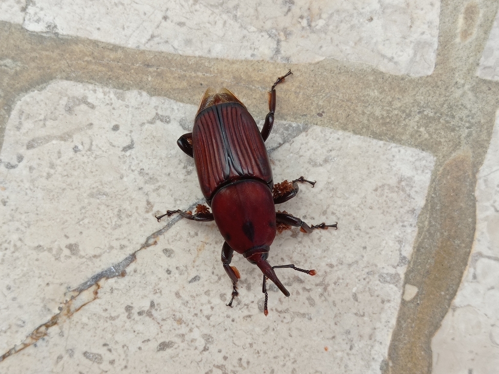 Red Palm Weevil from 3070-806 Praia de Mira, Portugal on August 8, 2023 ...