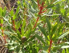 Protea lanceolata