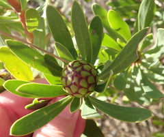 Protea lanceolata