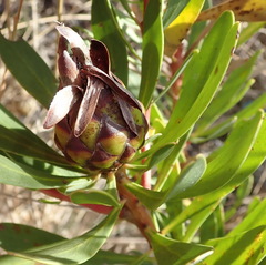 Protea lanceolata