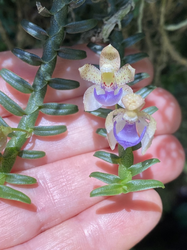Dichaea squarrosa