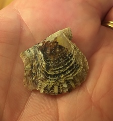 Pinctada imbricata
