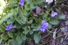 Viola adunca adunca