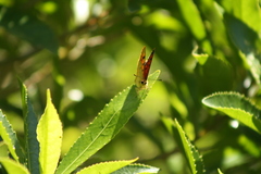 Lycaena salustius