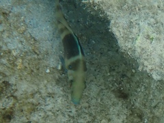 Hypoplectrus puella