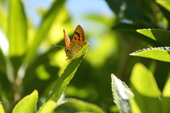 Lycaena salustius