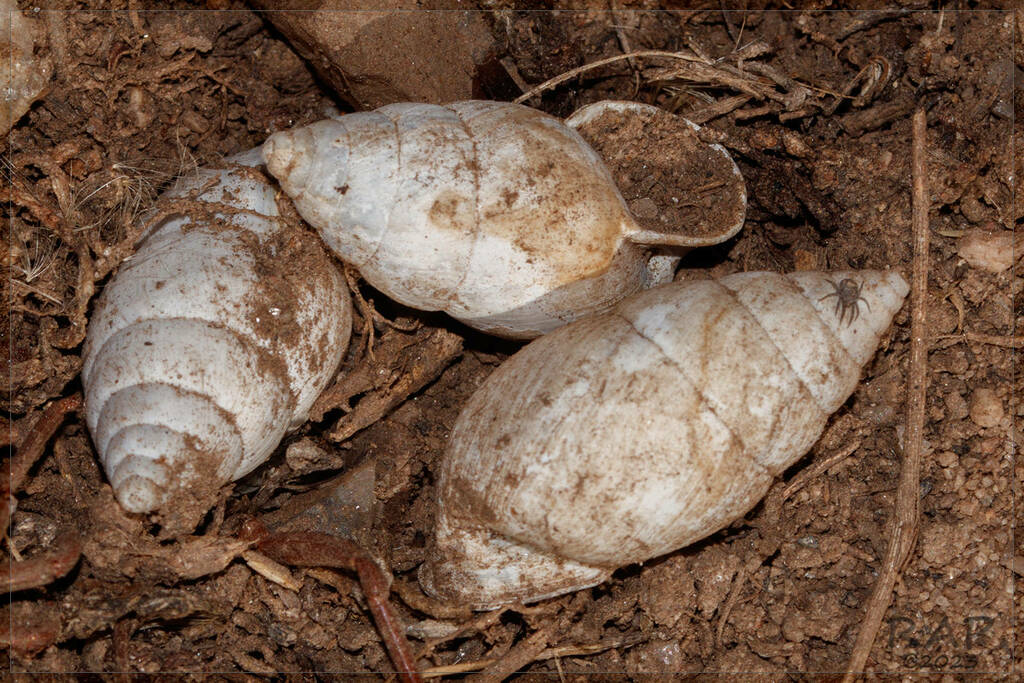 Plagiodontes strobelii